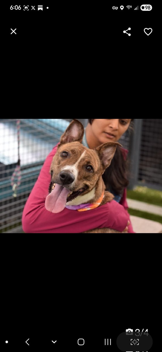 Julie๐ป๐พ (@myboxerluvmac1) on Twitter photo ๐Autumn๐
#NYCACC #226362 25
โช๏ธTo Be Killed: 7/29๐
Precious sweetie's๐, after dumped 4 move!
Described as social/ affectionate, v active.
Playful, gorgeous girl adores toys, esp rubber ones!
Needs loving, N.East #Foster, 2 decompress + flourish.
DM <a href="/CathyPolicky/">Cathy Policky</a>
Pls #pledge ๐Autumn๐
#NYCACC #226362 25
โช๏ธTo Be Killed: 7/29๐
Precious sweetie's๐, after dumped 4 move!
Described as social/ affectionate, v active.
Playful, gorgeous girl adores toys, esp rubber ones!
Needs loving, N.East #Foster, 2 decompress + flourish.
DM <a href="/CathyPolicky/">Cathy Policky</a>
Pls #pledge