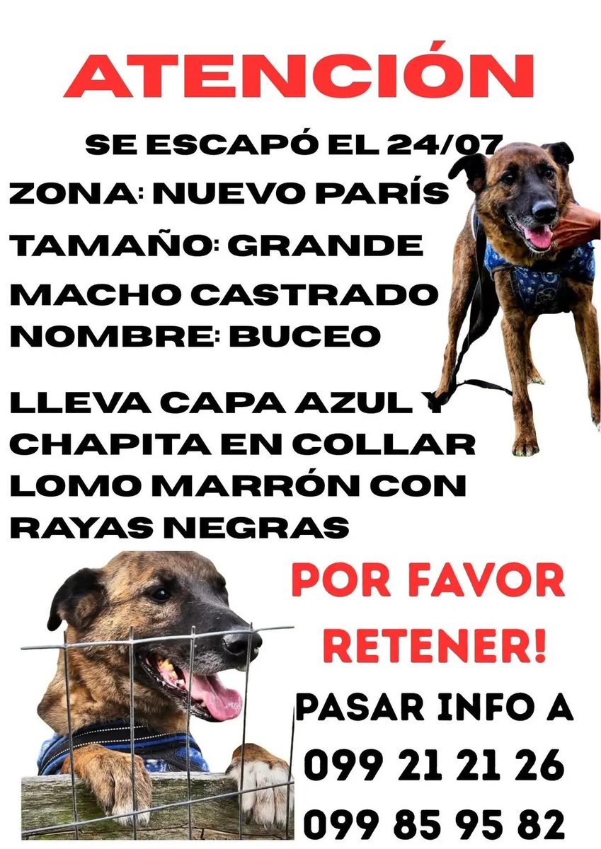 MatuNogueira's tweet photo. Se sigue buscando a Buceo ! 
El Jueves fue visto por Garzon 
No se sabe dónde anda ahora 
Seguí compartiendo y si lo ves trata de retenerlo, si no puedes avisa enseguida 
No sabe andar en la calle 
Julio/2025
099 212 126
099 859582
Muchas gracias 
S.O.S. Caninos y Equinos https://t.co/kIqcERVIzP