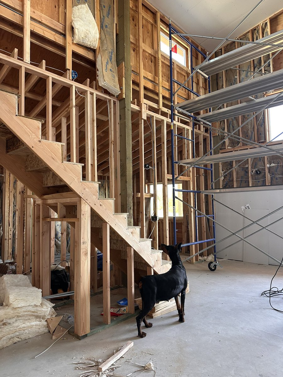 My dog is playing hide and seek with the cat.