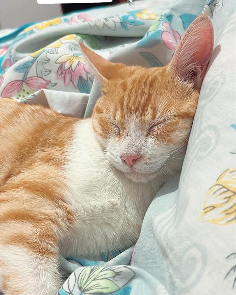 lyssitta's tweet image. #ServicioSocial
SE BUSCA 🚨🚨
solicito de su ayuda, mi gatita lleva 3 días extraviada en la colonia Acovit corresponde al nombre de MISHA si alguien la ha visto les pido de favor me informen al teléfono 78444520, ella nunca se había ido tan lejos o tanto tiempo, la estamos…