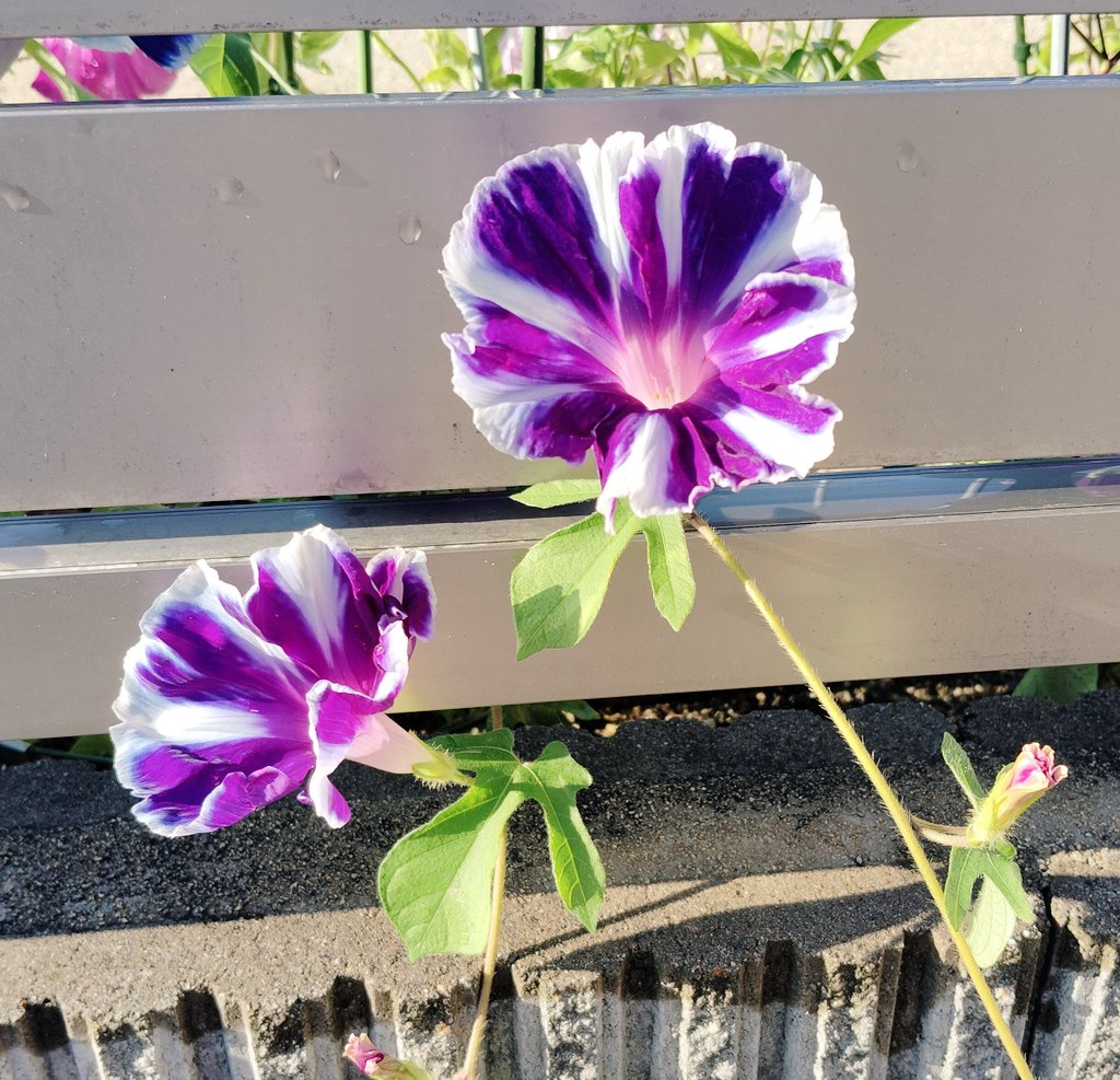 maikom04's tweet image. 朝顔続きです🍀
1枚目 今夏初、お外に出た朝顔「富士」✨
2枚目 西洋朝顔「フライングソーサー」
フライングソーサーは9月頃にはきっと✨💙🤍
映ってないですがヘブンリーブルーもまた復活すると思います✨💙