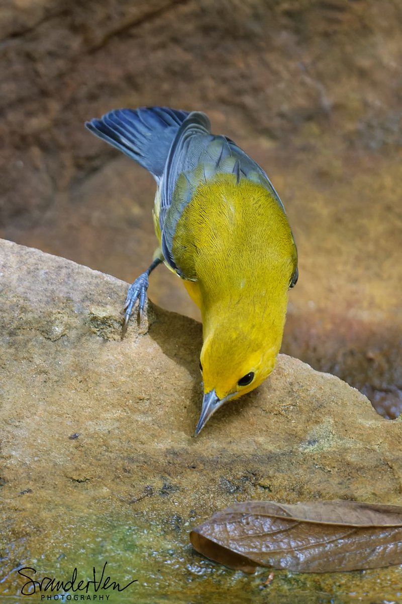 ItakeBirdPics's tweet image. Prothonotary Warbler
Quintana Neotropical Bird Sanctuary in Texas, USA. 09/06/2020 #prothonotarywarbler #warbler #birdphotography #naturephotography