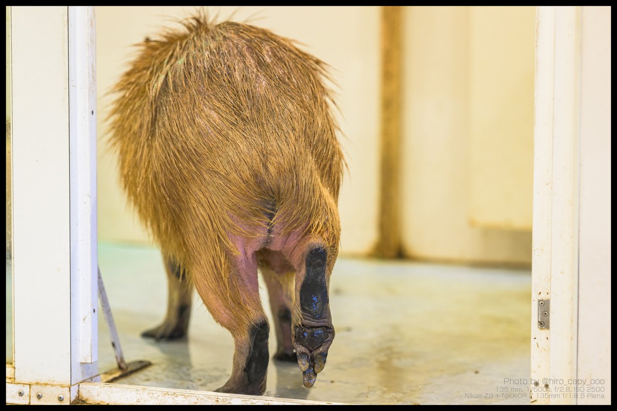 hiro_capy_ooo's tweet image. 月曜日のカピケツ
#Capybara #カピバラ #アニタッチみなとみらい