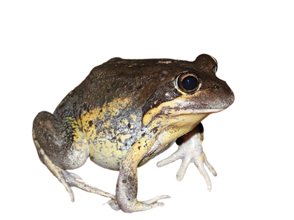 *bonk*
