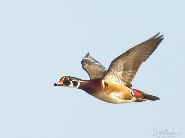 ItakeBirdPics's tweet image. Wood Duck
El Franco Lee Park in Houston, Texas, USA. 10/05/2021 #woodduck #duck #birdphotography #naturephotography