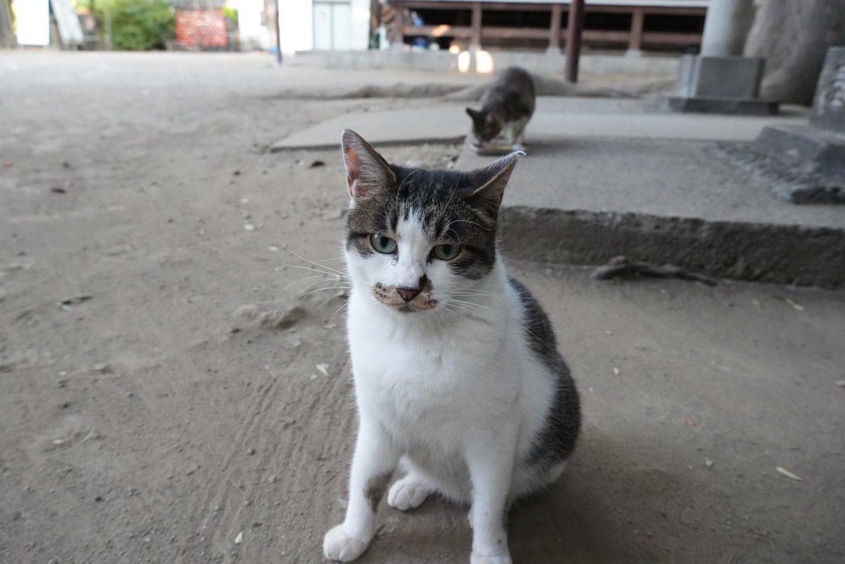 神社境内の猫ちゃん　2025.07.28
其の一
①レイ　おはよう
②こちらにおいで
③柔らかい練り物をあげるが足りない感じ😥
④もっと欲しいのね😅
カリカリ食べず😰