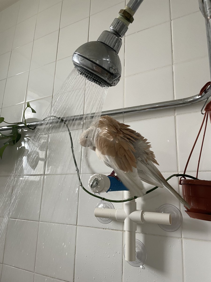 pidgey got an upgrade a little while back btw