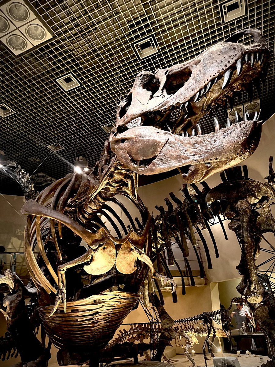 🦖⸒⸒