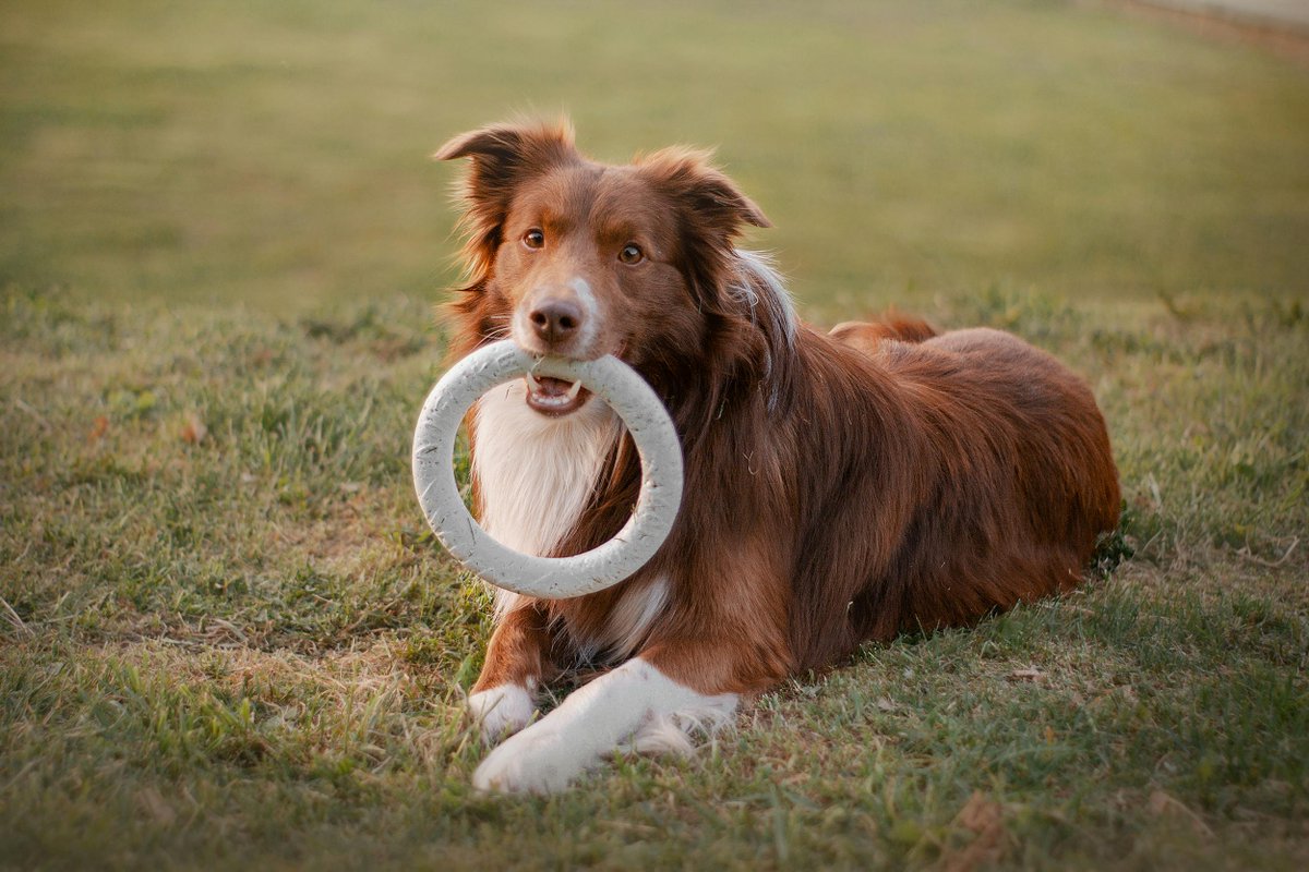 Anthrozoös Journal (@anthrozoosj) on Twitter photo New Research: " Can a Facility Dog Improve Inpatient Rehabilitation Engagement? A Randomized Controlled Crossover Trial"
<a href="/AdventistHC/">Adventist HealthCare</a> <a href="/UMmedschool/">University of Maryland School of Medicine</a> <a href="/AmericanU/">American University</a>
#Anthrozoology #FacilityDog #PhysicalTherapy
doi.org/10.1080/089279… New Research: " Can a Facility Dog Improve Inpatient Rehabilitation Engagement? A Randomized Controlled Crossover Trial"
<a href="/AdventistHC/">Adventist HealthCare</a> <a href="/UMmedschool/">University of Maryland School of Medicine</a> <a href="/AmericanU/">American University</a>
#Anthrozoology #FacilityDog #PhysicalTherapy
doi.org/10.1080/089279…