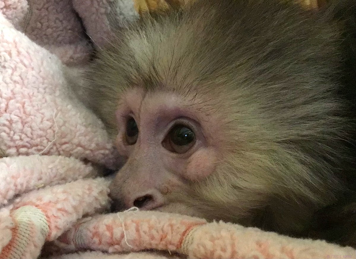 PocketsWarhol's tweet image. Sometimes I like to pick the brightest star and wish upon it⭐️🌌🐵#bekindtoanimals #AFTERLIFE #storybookmonkeys