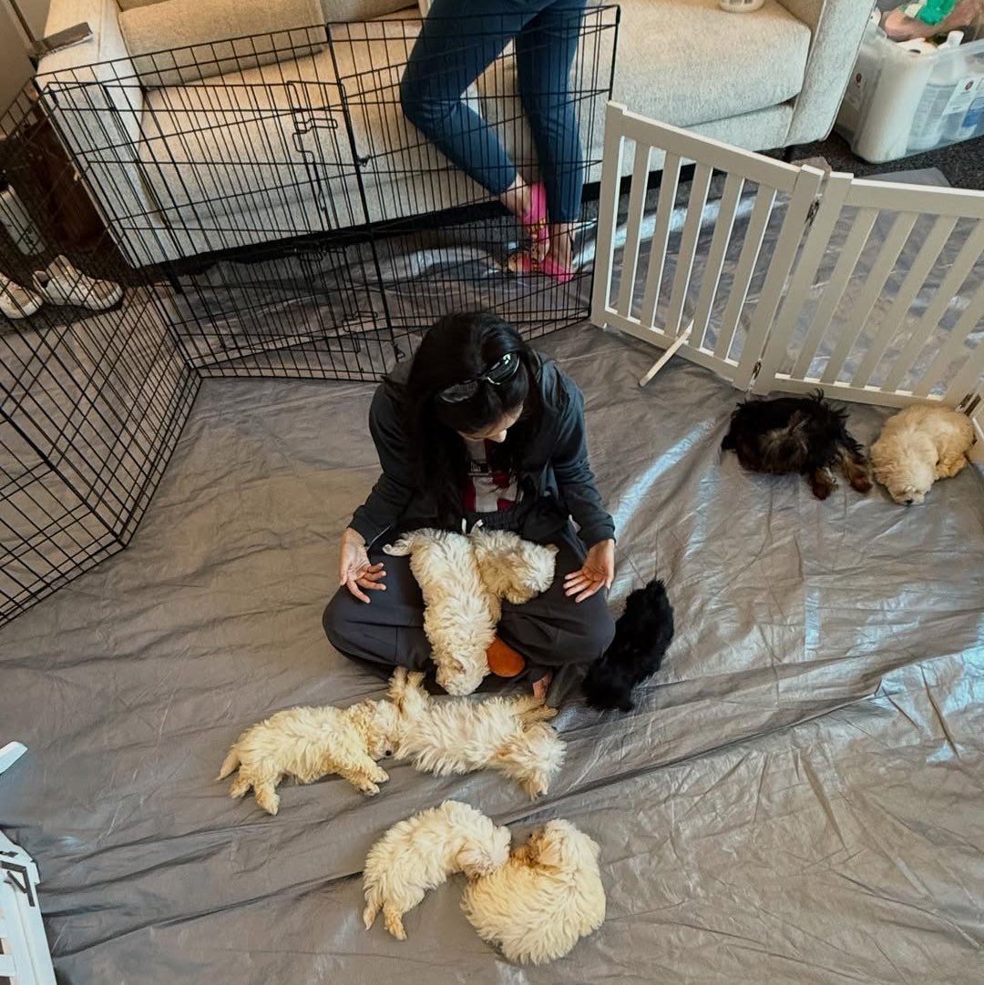 spinorbinmusic's tweet image. Jennie + puppies = the ultimate serotonin boost 🐶💖 She looks absolutely adorable in these new photos! Our soft girl with her soft friends 😍 #JENNIE #BLACKPINK