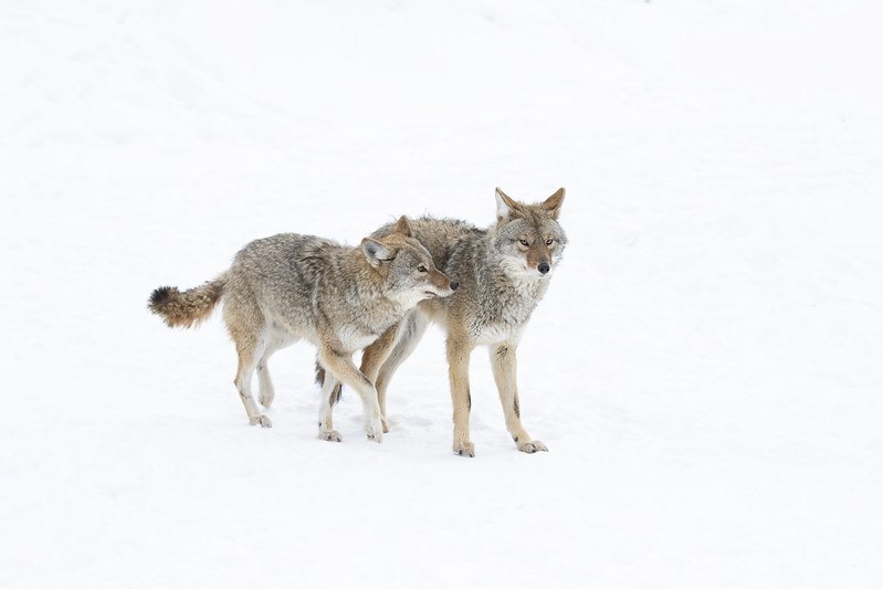 HourlyYote's tweet image. [🔗](api.tinyfox.dev/hourly/yotes/4…)