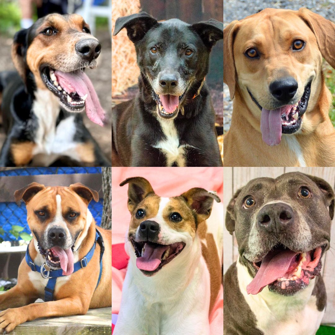 🚨 Our Kennels Are Full! We need foster homes, donations (even $5 helps), or adoptions. Share to help us help them! More info: petsalive.org/foster/
#HudsonValleyShelter #MiddletownNYDogs #HudsonValleyDogs #ShelterHelp #DogLover #FosterDog #ShelterDogs
