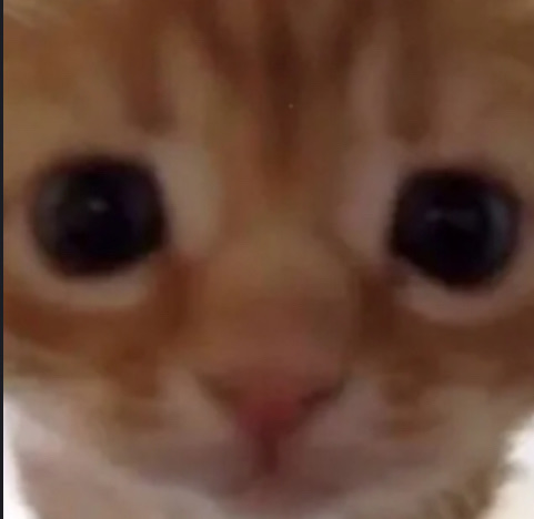 angelfevr's tweet image. hi guys