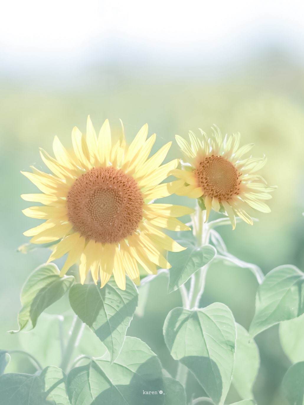 菜花ページ 生花】輸入アジサイ マーセペイン(秋色) クラベンダーグリーン