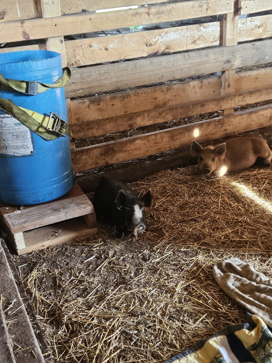 Webbythewetback's tweet image. Hog waterer complete