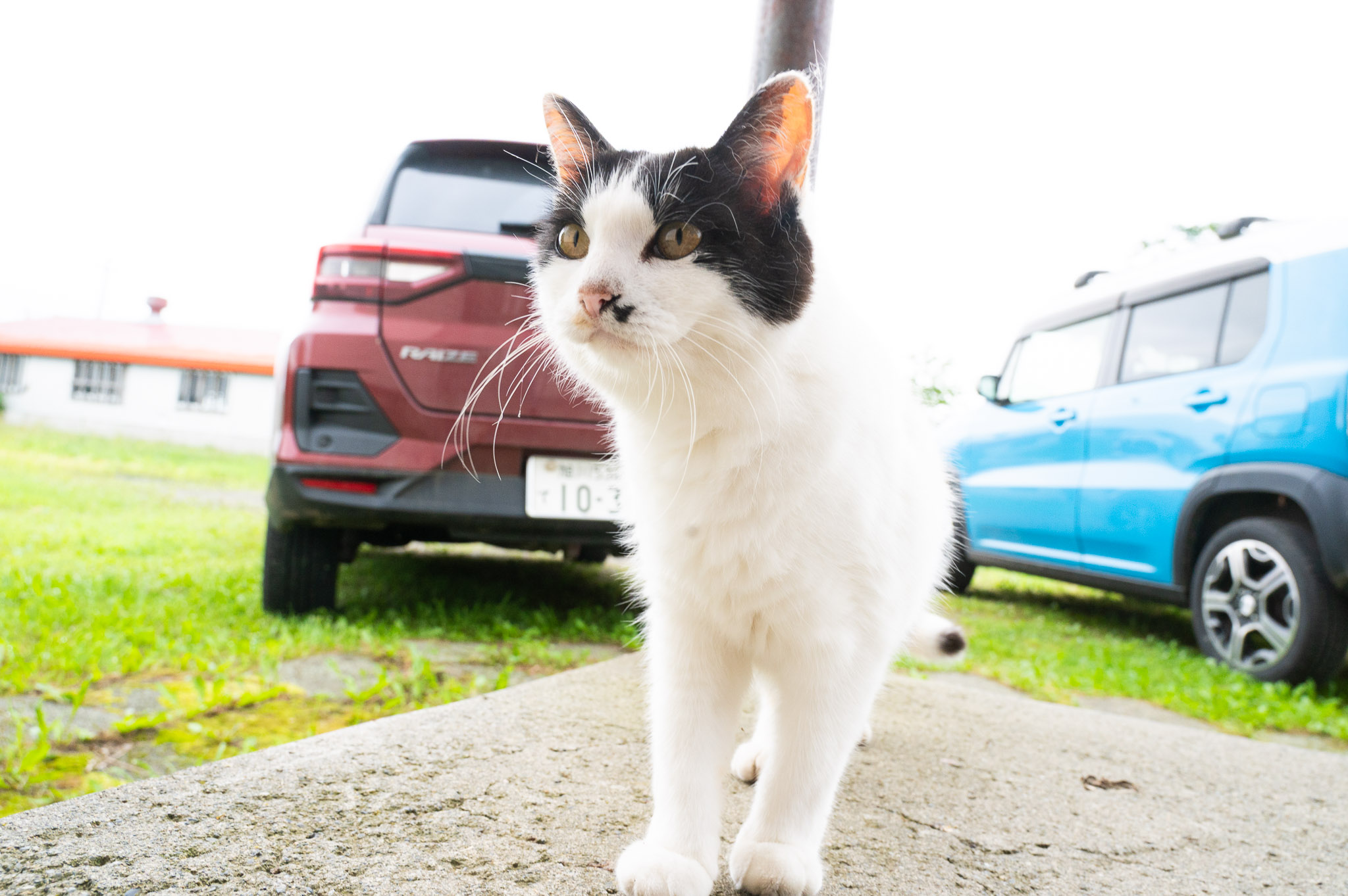 猫A Untitled_Artwork5_06cf9e8f-