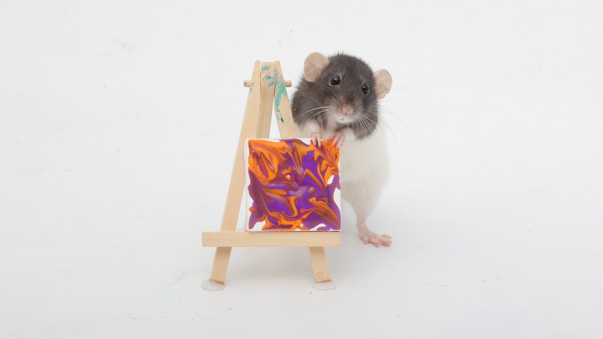 Rattrixs's tweet image. This week’s paw paintings by my sweet rats - Toast, Popcorn, and all their buddies did a great job!
.
If you would like to commission your own rat paw painting, you can do so here: etsy.com/shop/RatPainti…