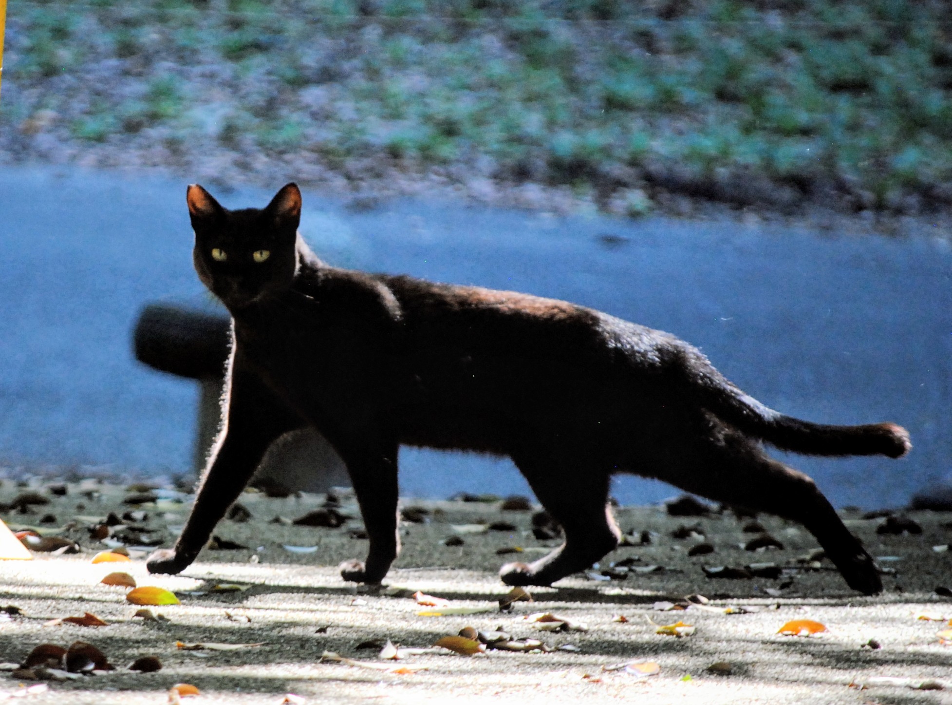 黒猫同盟🐾🐈‍⬛🐾 on X: 