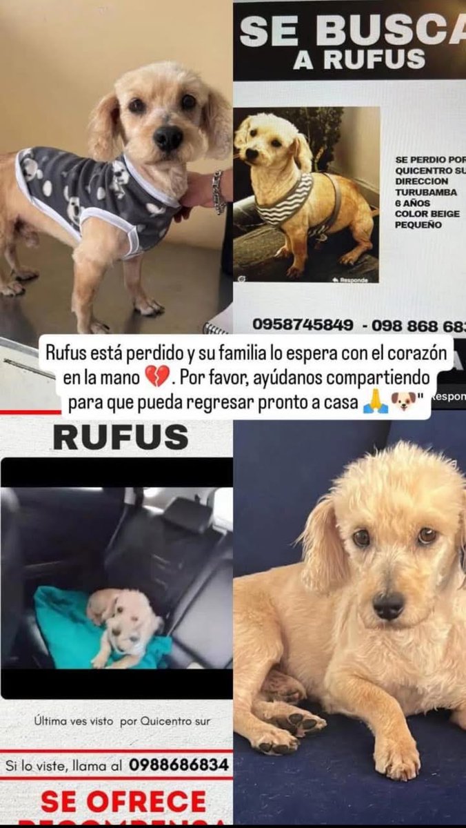#PERDIDO  #QUITO
Nombre: #Rufus
Fecha: 2025-07-04
Sector: Sur,Sector Quicentro
Sexo: Macho
Raza: Mestizo 
Observación: Pequeño , color beige , cuerpo alargado, tiene un lunar de carne en la frente 
Contacto: 0958745849
¡Ayúdalo a volver con su familia!
 #AlertaMePerdí