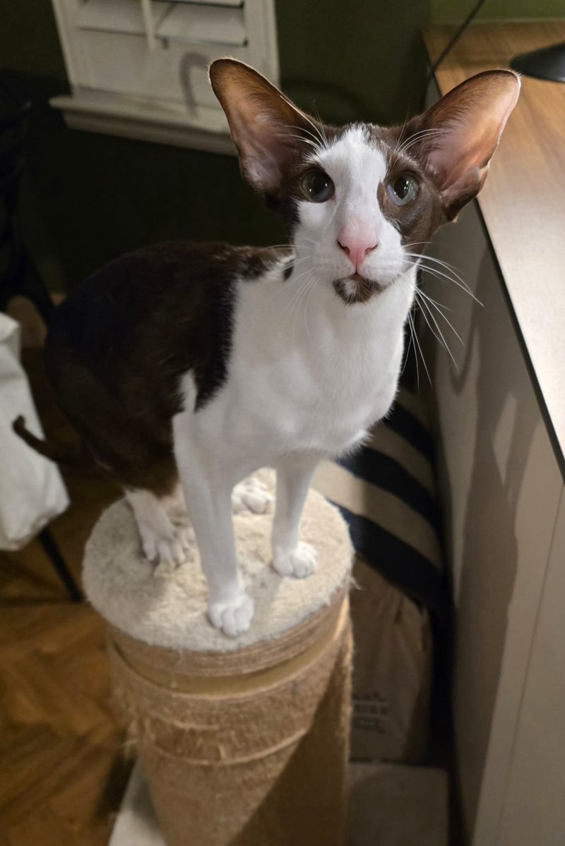 johnstf's tweet image. Dad, did you see mum? Does she miss me the most? Did she say I have to get extra treats? Lorcán 😹 #CatsOfTwitter #meezer