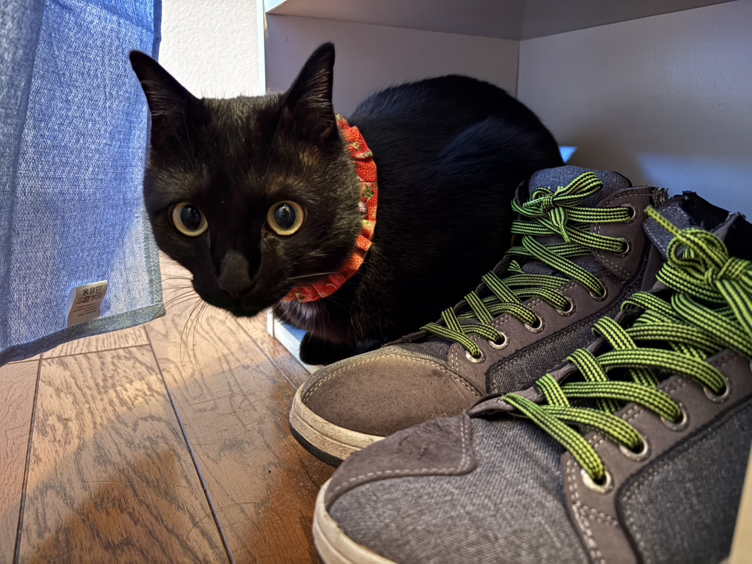 黒猫 Akemi on X: 