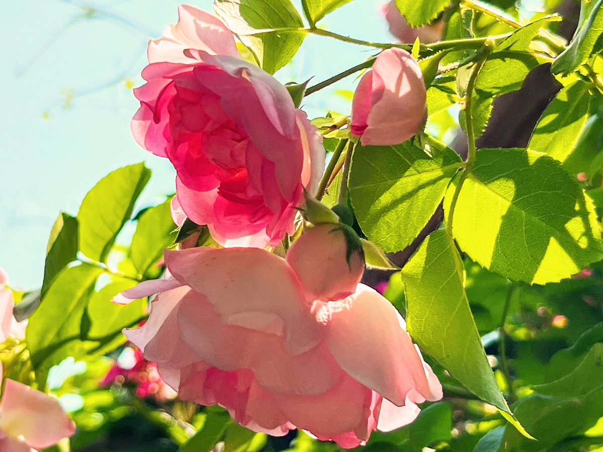 Conjure_18's tweet image. ぽろろ〜ん

             薔薇 🥀

                                   癒された日より