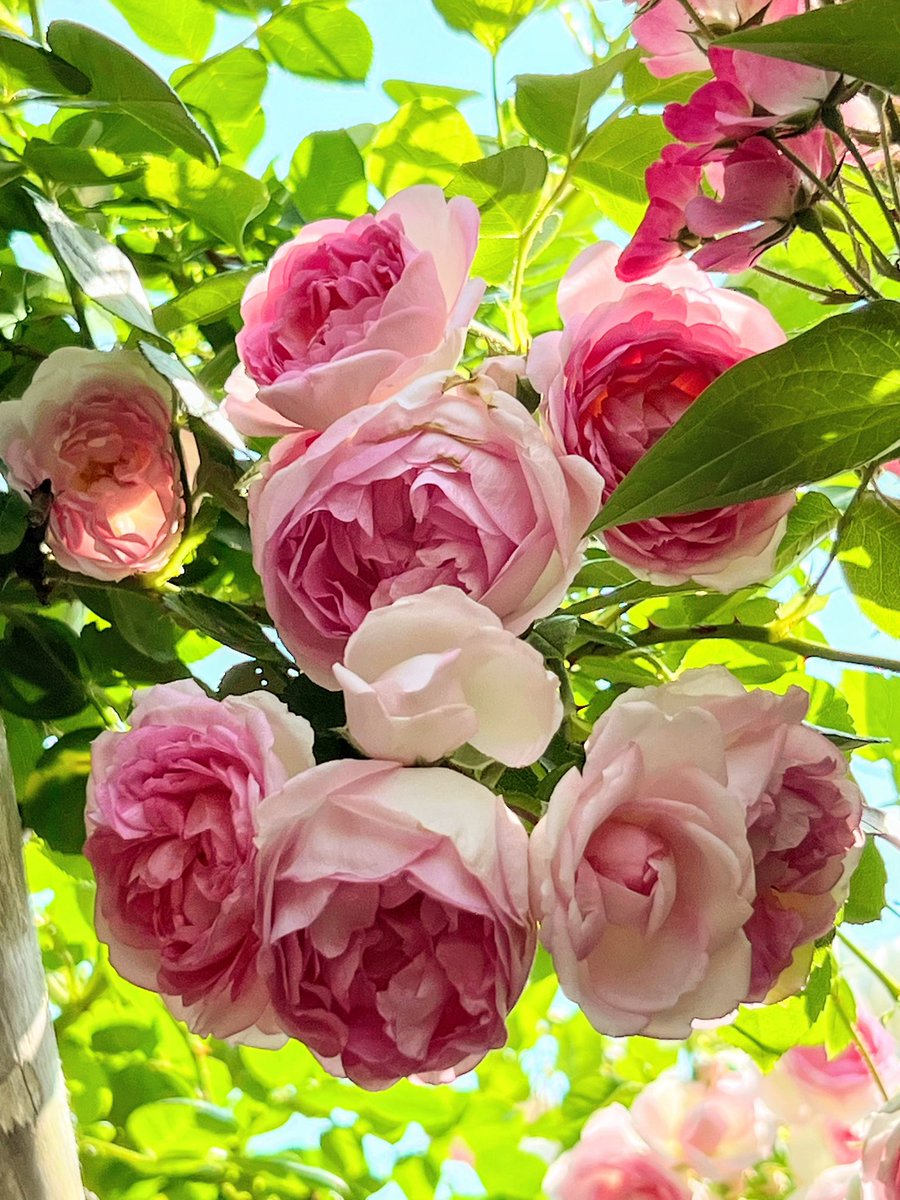 Conjure_18's tweet image. ぽろろ〜ん

             薔薇 🥀

                                   癒された日より