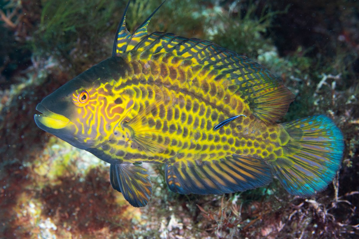 きさらんど tweet media