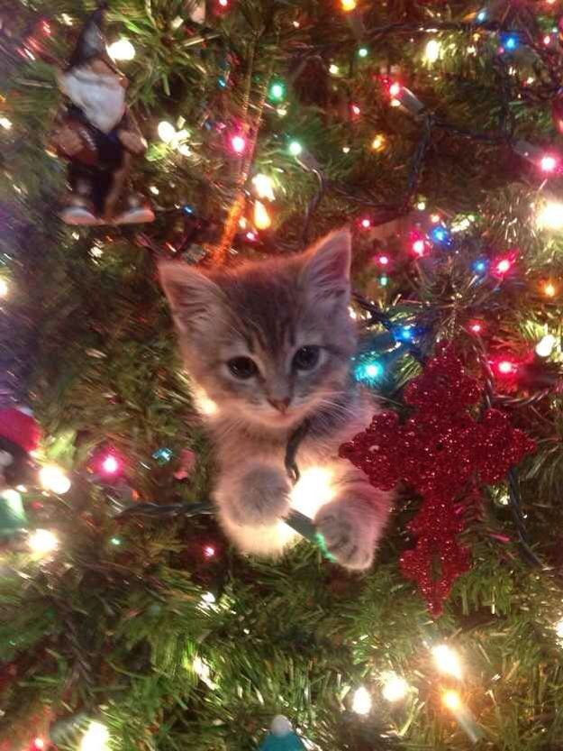 purrplunk's tweet image. Nothing better than a mug of #HotCocoa... ☕️ Except maybe #Christmas 🎅☃️ #Yep #ImFestive 🎄