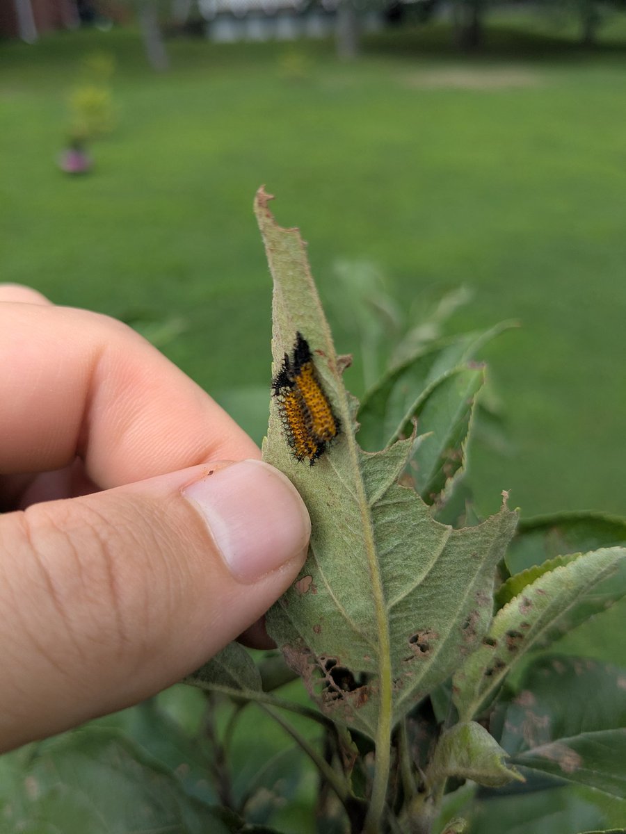 IckVile's tweet image. Yellowneck Caterpillars.. eating my Honeycrisp leafs.. they go to the birds &amp;gt;:/ and i have beet sprouts :D