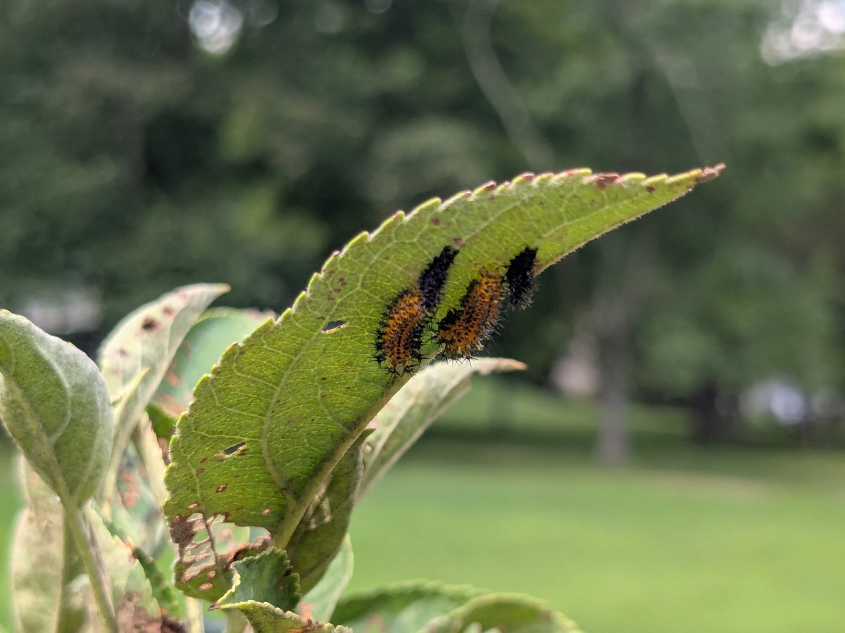 IckVile's tweet image. Yellowneck Caterpillars.. eating my Honeycrisp leafs.. they go to the birds &amp;gt;:/ and i have beet sprouts :D