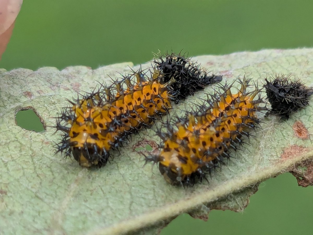 IckVile's tweet image. Yellowneck Caterpillars.. eating my Honeycrisp leafs.. they go to the birds &amp;gt;:/ and i have beet sprouts :D