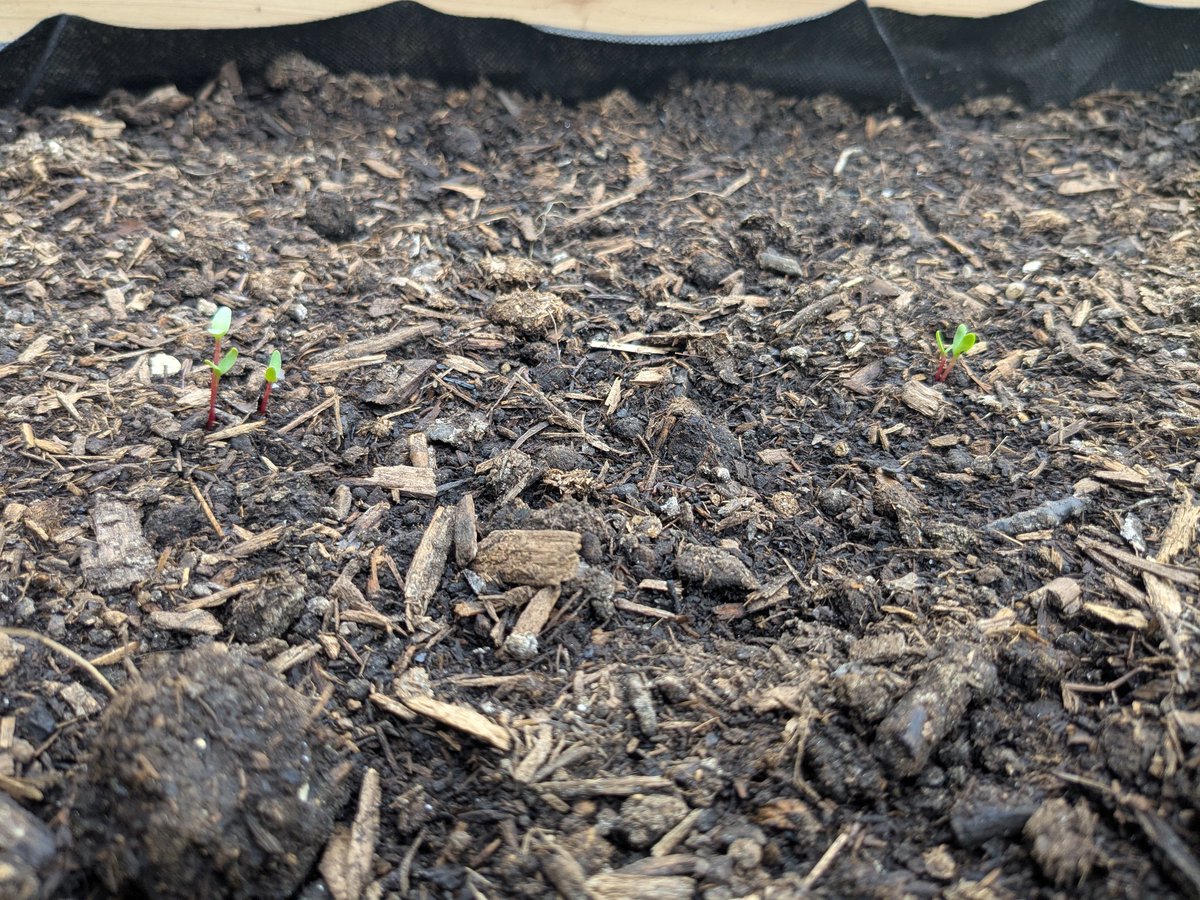 IckVile's tweet image. Yellowneck Caterpillars.. eating my Honeycrisp leafs.. they go to the birds &amp;gt;:/ and i have beet sprouts :D