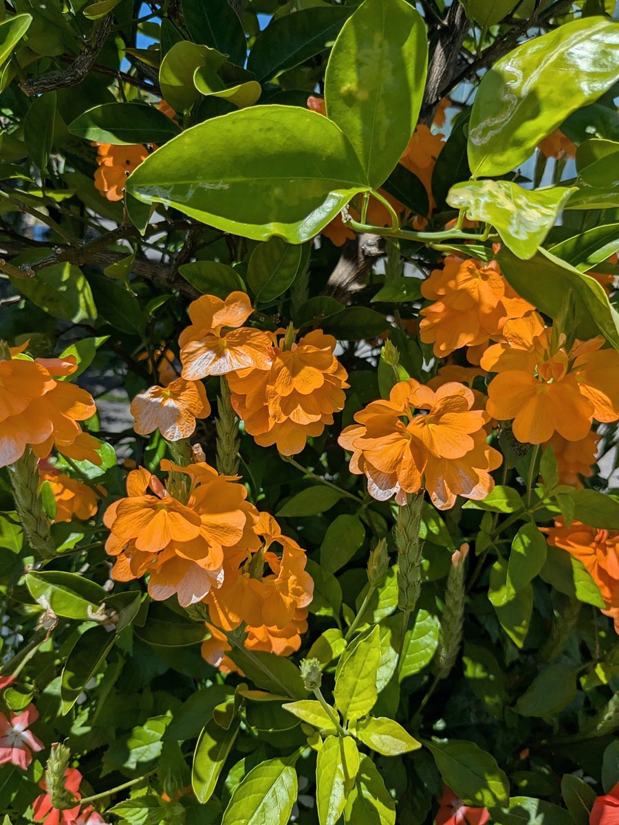 asawako319's tweet image. いつもありがとうございます👒

今週もよろしくお願いします🥭