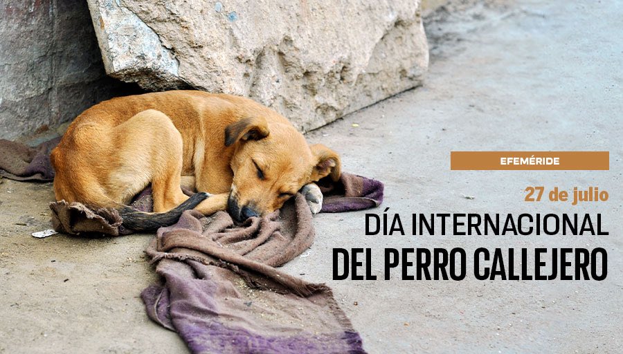Iesima_Inge's tweet photo. Solovino 🐶, pero no tiene por qué quedar desamparado. ¿Sabías que México es el país de América Latina con más perros que viven en la calle? #UnDíaComoHoy se conmemora el Día Internacional del Perro Callejero, con el fin de incentivar una adopción responsable 🏡❤️ https://t.co/K9NCwxrJW2