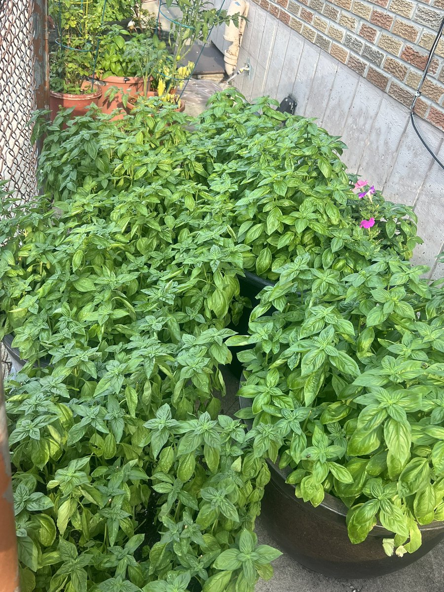 sh_wnee's tweet image. look at all this basil