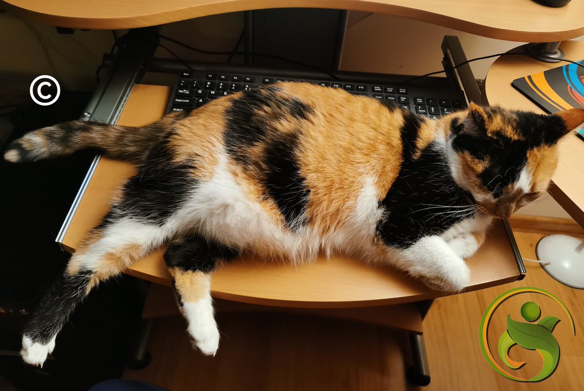 basiulowo's tweet image. #Rudi: Czego czlowiek chcesz? Klawiatura?! Jaka znowu klawiatura? A po co Ci klawiatura? Masz mnie. Dobranoc 🙂