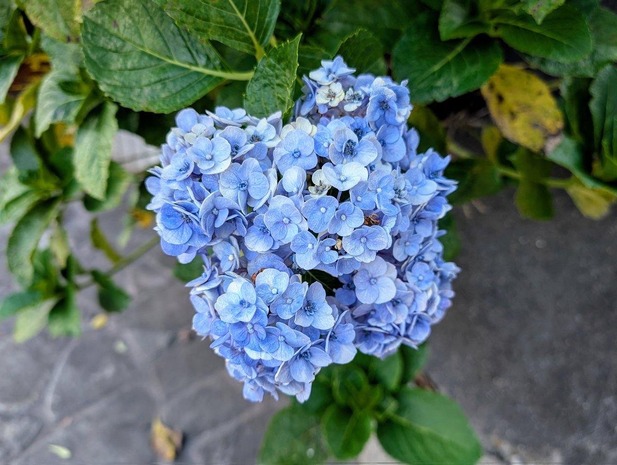 artcooooo's tweet image. おはようございます^_^
眩しい陽射し届く朝、今日も暑くなりますね〜💦
熱中症くれぐれもご用心下さい！

今朝は最後の一咲かブルーの紫陽花と出会い📸それと昨晩の夜空に咲く、こちらは色とりどり花火の模様🎆

月曜、七月も最終週、頑張っていきましょう^_^