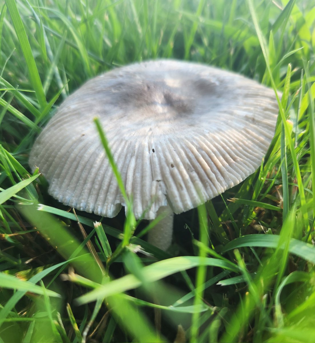 surfacedwelling's tweet image. shroomies.. :D