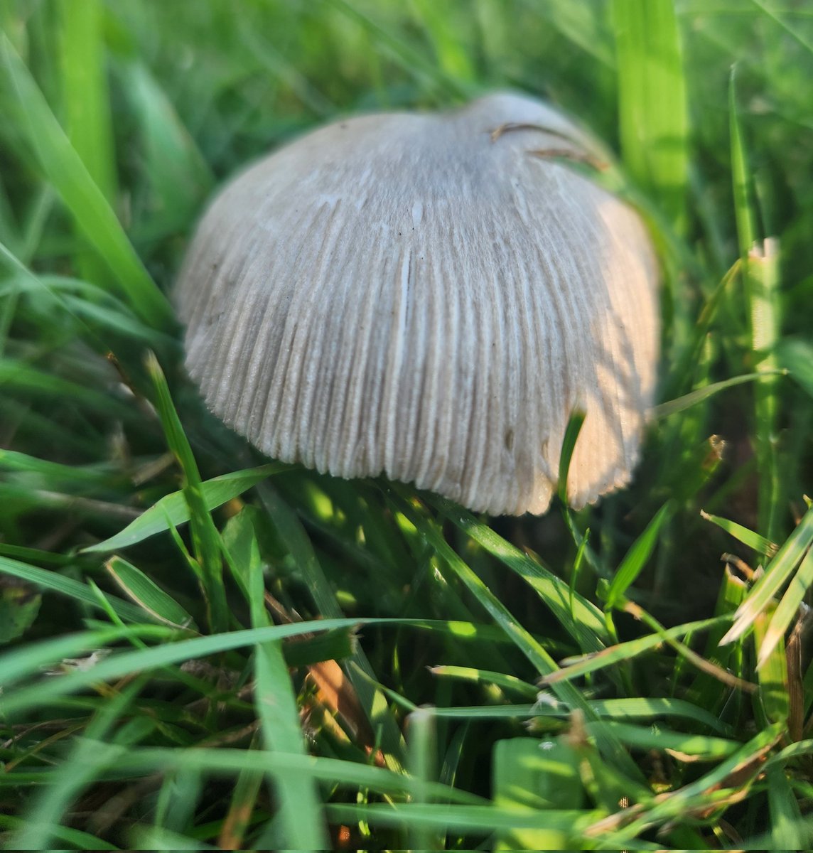 surfacedwelling's tweet image. shroomies.. :D