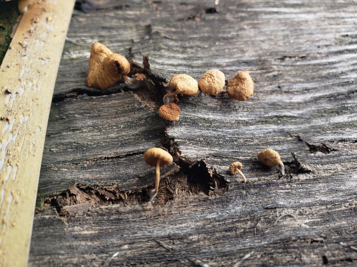 WCTA_Chicago's tweet image. Mushrooms growing out of an old table outside