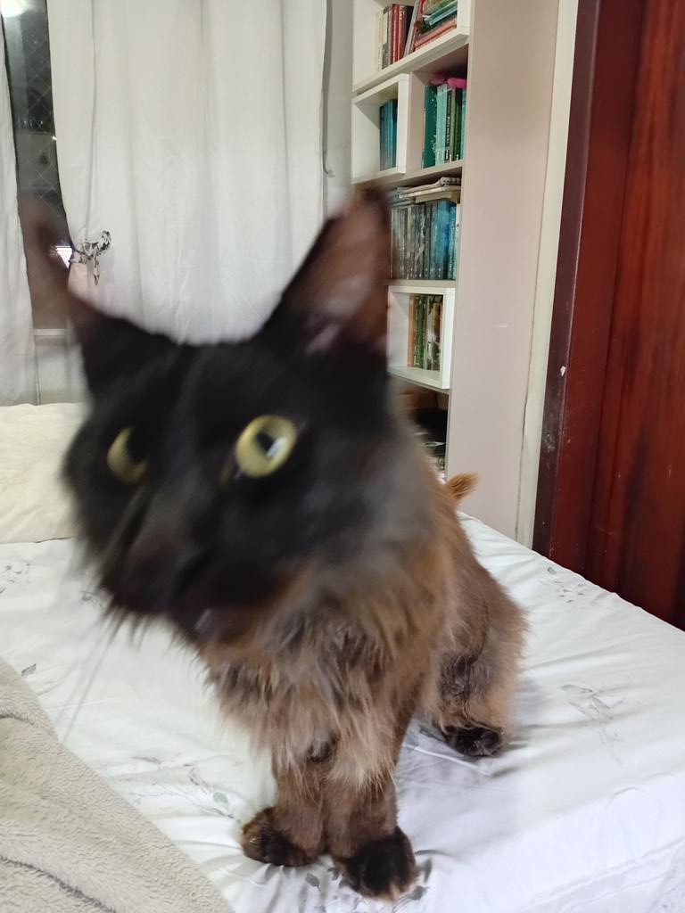BLKCATRUEM0RGUE's tweet image. 📖. gonna spend some time at my parents&apos; house, which will mean 
1. lower activity during the first few days, as I haven&apos;t seen my parents and sister in over a month and my friends since march
2. Urso pictures. so many Urso pictures. I love my silly fluffy son