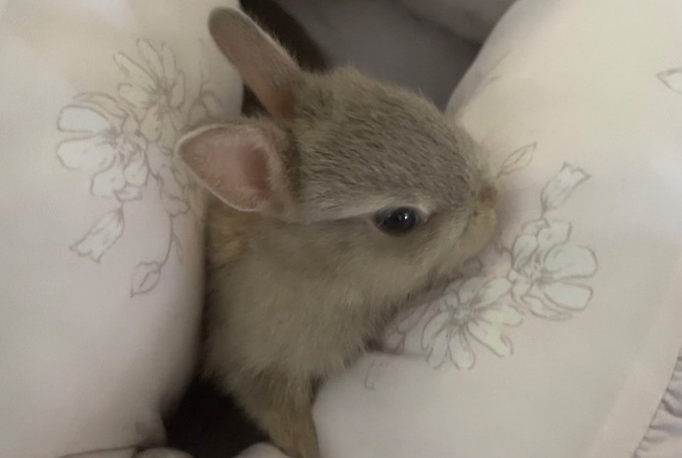 312mokomoko's tweet image. ご協力お願いします🐰🍀
7月の発送が、もうすぐ終わりますが
タルトのお問い合わせを
たくさんいただいていますので
8月も選べるタルトと
焼き菓子のセットをお作りします💕
焼き菓子の売り上げが
小さな命を守る、活動資金になります。
5つ子ちゃんたちも成長して
ごはんを食べはじめますので…