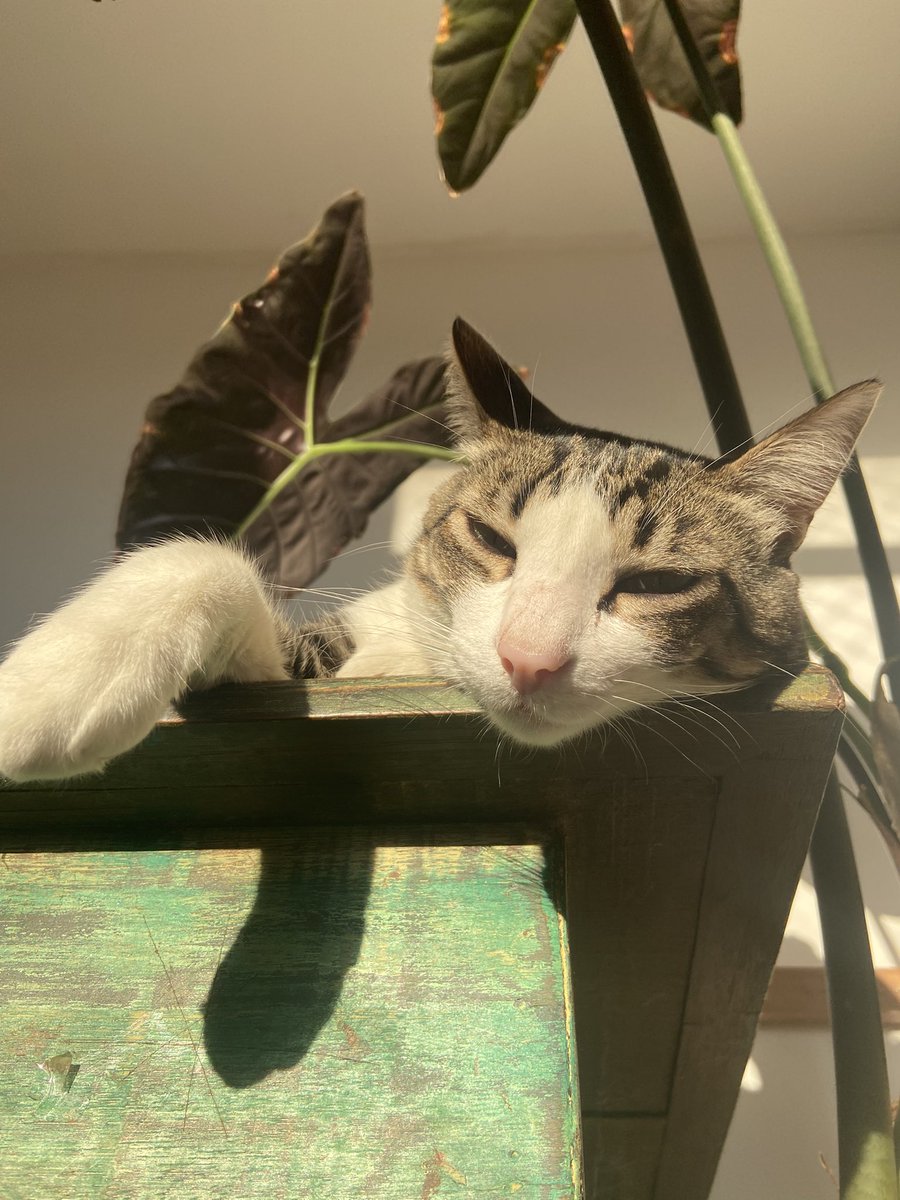 Sunday vibes: 
Cleaning a messy studio and enjoying my cats.