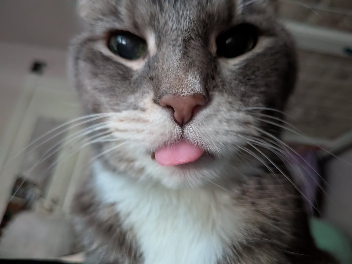 mello_drawmatic's tweet image. Biiiggggg blep