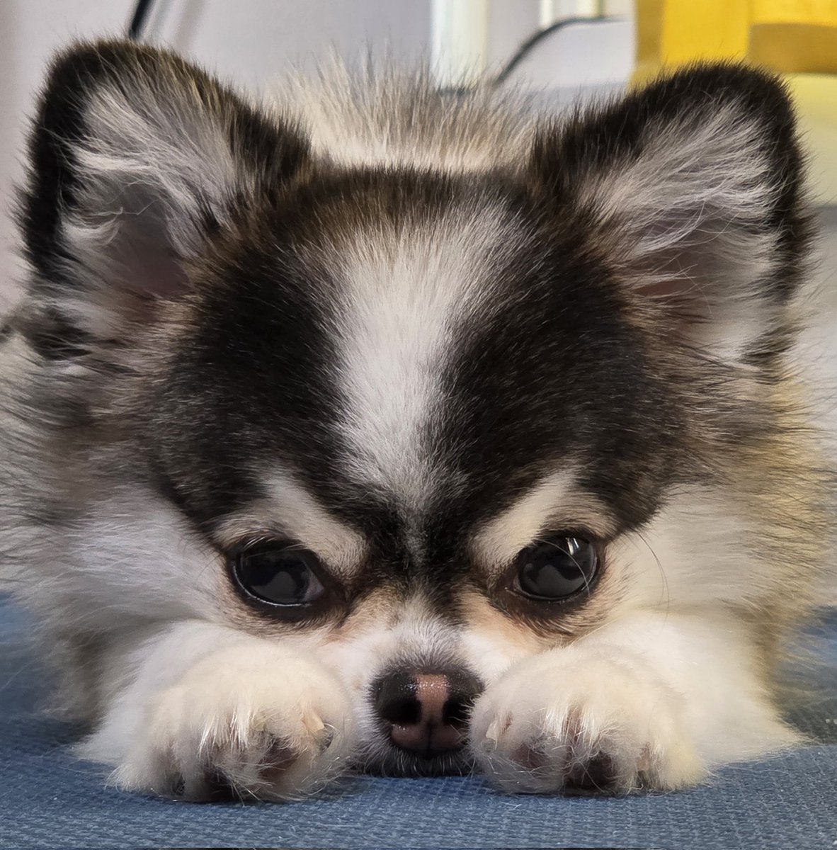 ho_dan0203's tweet image. 강아지가 쯔무쯔무가 됐어요.