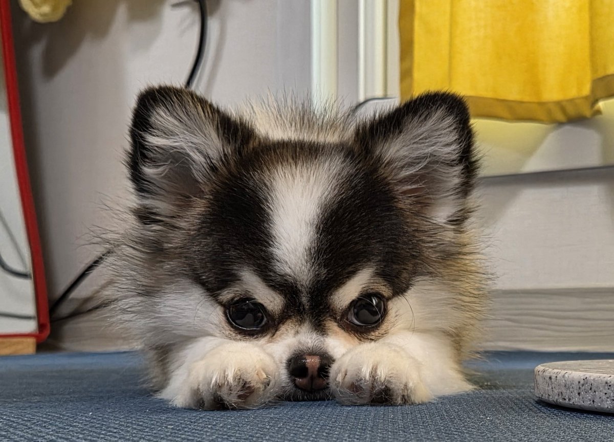 ho_dan0203's tweet image. 강아지가 쯔무쯔무가 됐어요.