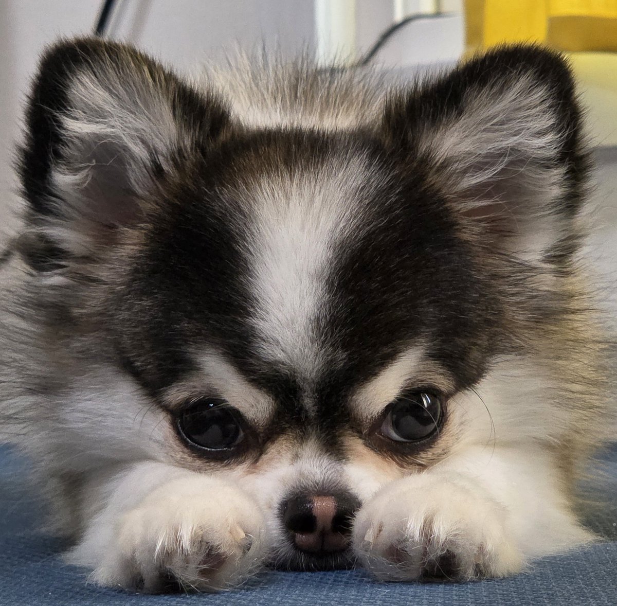 ho_dan0203's tweet image. 강아지가 쯔무쯔무가 됐어요.