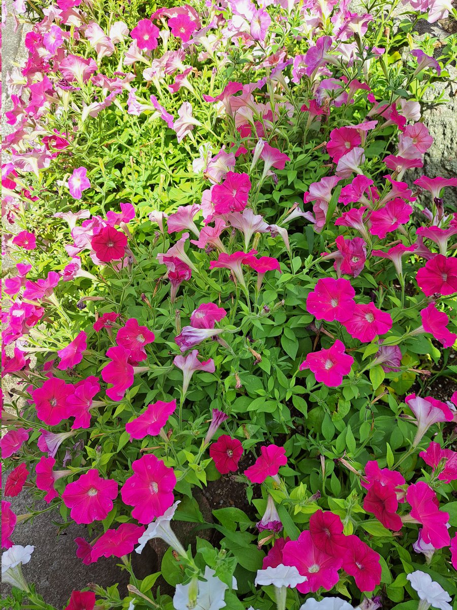 花壇の花です。